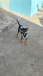 Lost Male Dog last seen Laurel elementary , San Diego, CA 92105