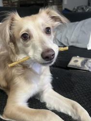 Lost Female Dog last seen Chula Vista , Chula Vista, CA 91911
