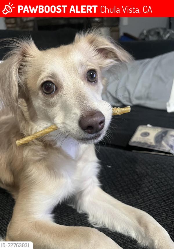 Lost Female Dog last seen Chula Vista , Chula Vista, CA 91911