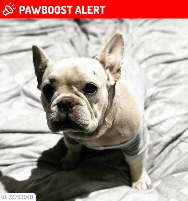 Lost Female Dog last seen Montague st, South Melbourne, VIC 3205