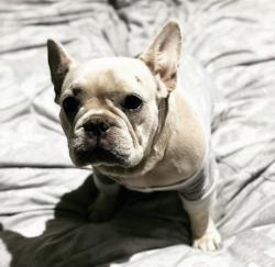 Lost Female Dog last seen Montague st, South Melbourne, VIC 3205