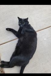Found/Stray Unknown Cat last seen Creekside Village, by Czech Hall, Mustang, OK 73064