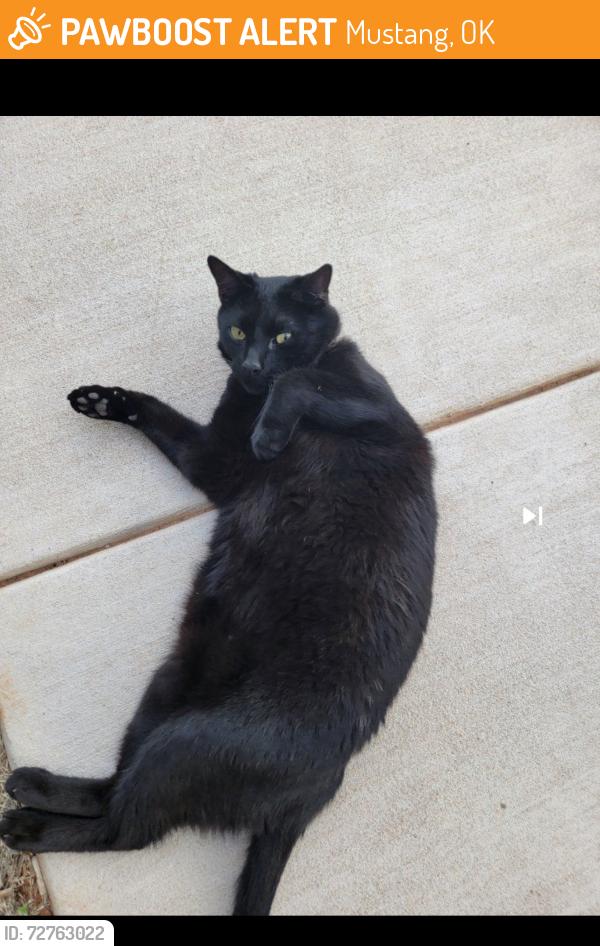 Found/Stray Unknown Cat last seen Creekside Village, by Czech Hall, Mustang, OK 73064