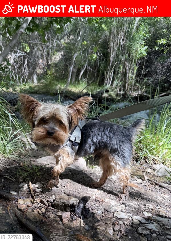 Lost Male Dog last seen Lundy Ln and Goff Blvd SW, Albuquerque, NM 87105