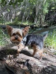 Lost Male Dog last seen Lundy Ln and Goff Blvd SW, Albuquerque, NM 87105