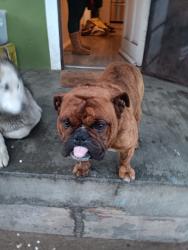 Lost Male Dog last seen 10:00 pm, Long Beach, CA 90813