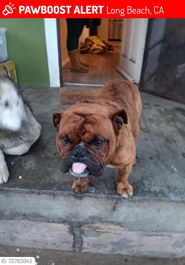 Lost Male Dog last seen 10:00 pm, Long Beach, CA 90813