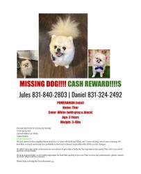 Lost Male Dog last seen Boronda road, Carmel Valley, CA 93924