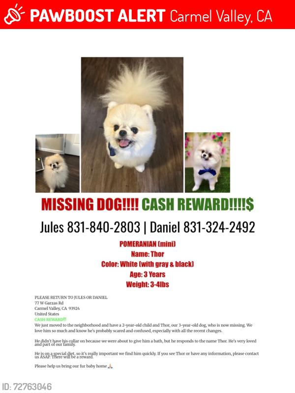 Lost Male Dog last seen Boronda road, Carmel Valley, CA 93924