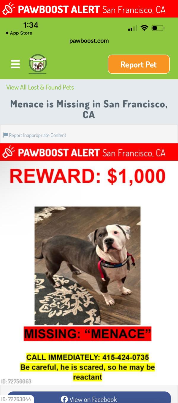 Lost Male Dog last seen Mission st, San Francisco, CA 94110