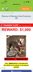 Lost Male Dog last seen Mission st, San Francisco, CA 94110