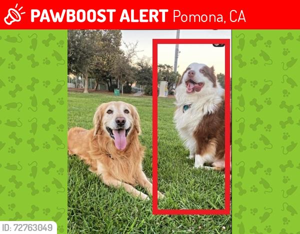 Lost Male Dog last seen Reservoir & Philadelphia POMONA CA , Pomona, CA 91766