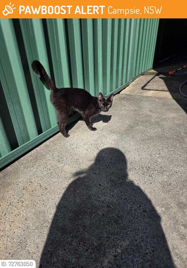 Found/Stray Female Cat last seen Clissold Parade, Campsie, NSW 2194