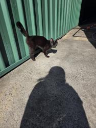 Found/Stray Female Cat last seen Clissold Parade, Campsie, NSW 2194