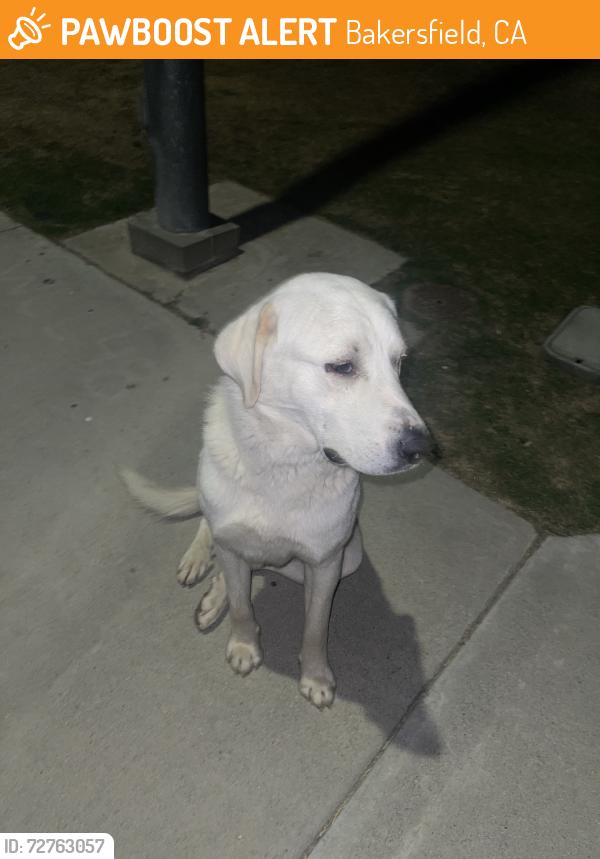 Found/Stray Unknown Dog last seen Near SAINT HELENS AVE, Bakersfield, CA 93304