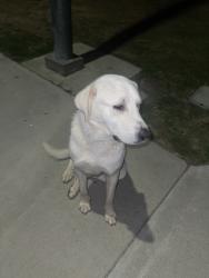 Found/Stray Unknown Dog last seen Near SAINT HELENS AVE, Bakersfield, CA 93304