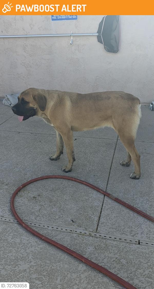 Found/Stray Female Dog last seen Narramore and airport rd, Maricopa County, AZ 85326