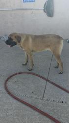 Found/Stray Female Dog last seen Narramore and airport rd, Maricopa County, AZ 85326
