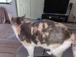 Lost Female Cat last seen Village 7 Kirtland AFB, Albuquerque, NM 87116
