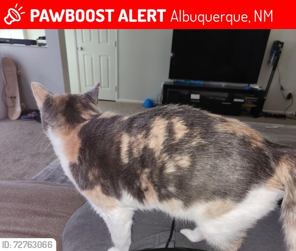 Lost Female Cat last seen Village 7 Kirtland AFB, Albuquerque, NM 87116