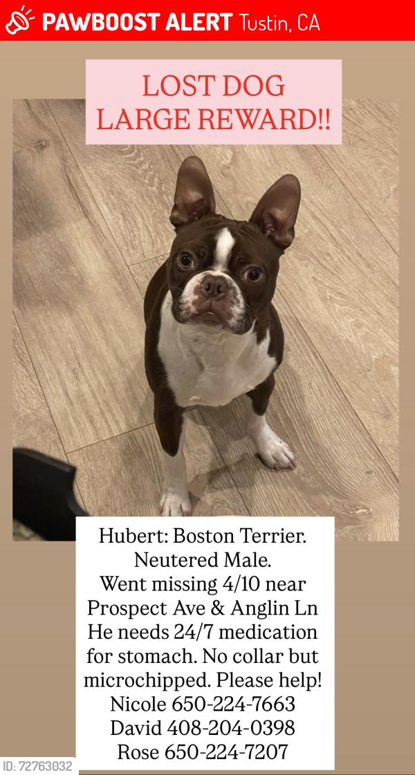 Lost Male Dog last seen Prospect Road and Anglin Lane, Tustin, CA 92780