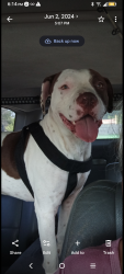 Lost Male Dog last seen General Mc Mullen - Rivas, San Antonio, TX 78228