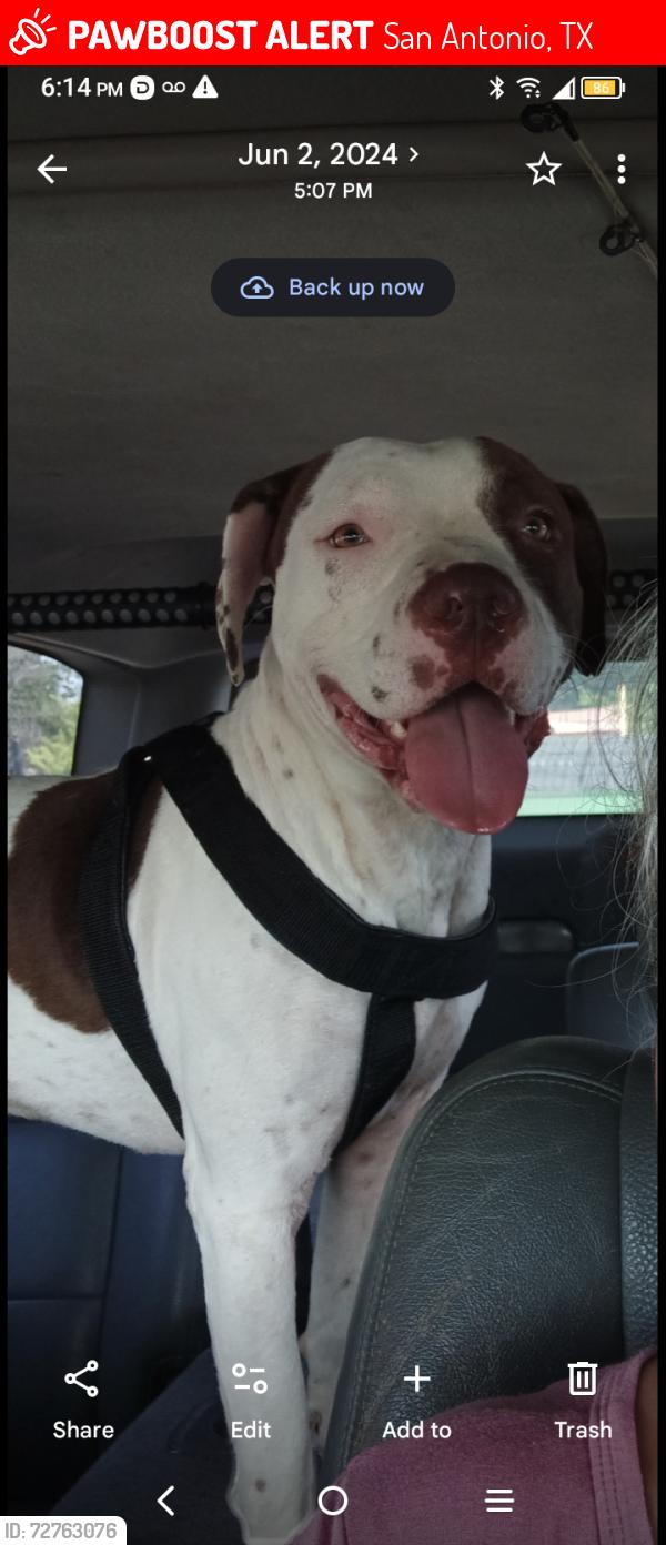Lost Male Dog last seen General Mc Mullen - Rivas, San Antonio, TX 78228