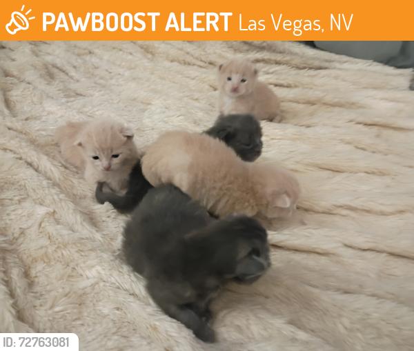 Found/Stray Unknown Cat last seen Twain and Valley View Blvd, Las Vegas, NV 89103