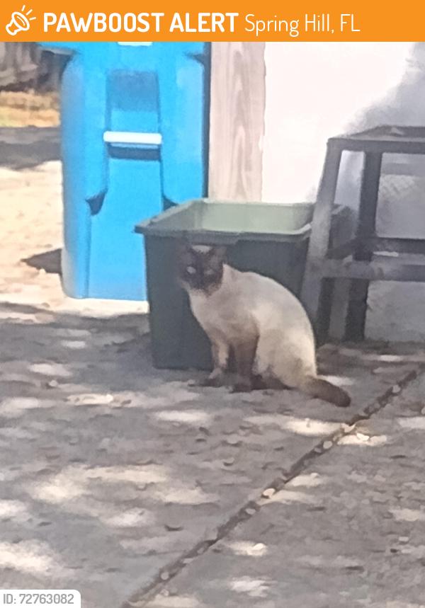 Found/Stray Unknown Cat last seen Hallcrest and Calusa Street, Spring Hill, FL 34608