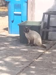Found/Stray Unknown Cat last seen Hallcrest and Calusa Street, Spring Hill, FL 34608