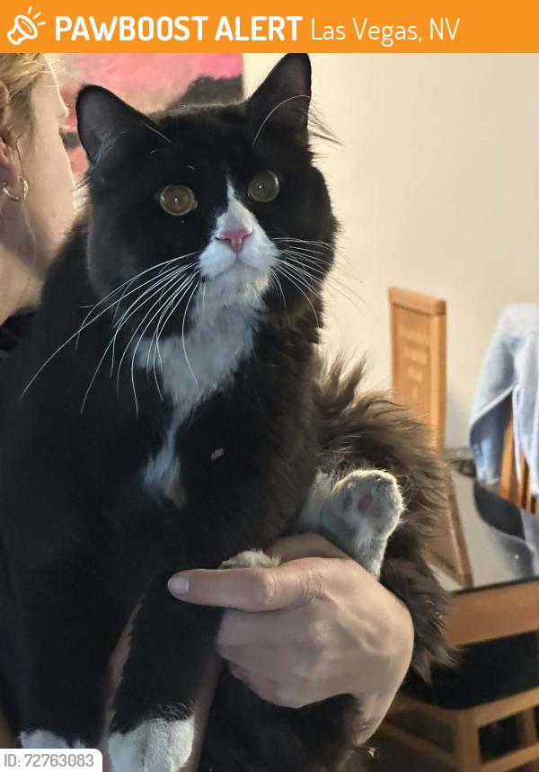 Found/Stray Unknown Cat last seen 4455E twain ave-Mountain vista, Las Vegas, NV 89121