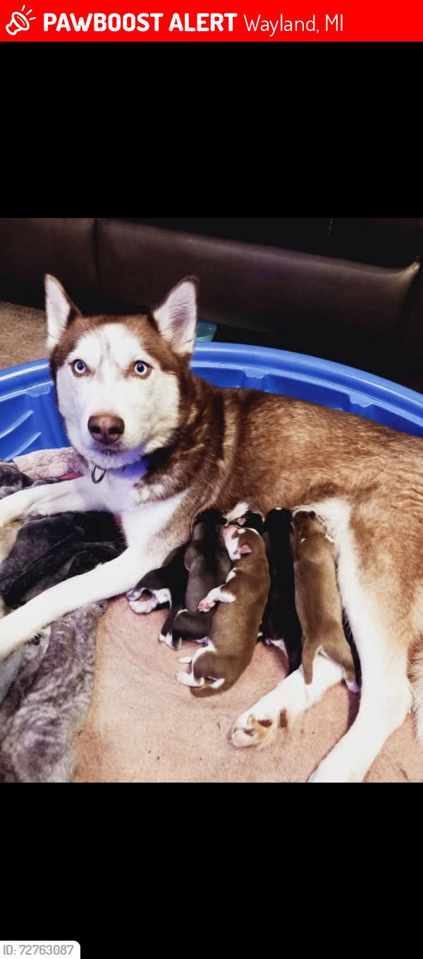 Lost Female Dog last seen 142nd/ Division , Wayland, MI 49348