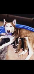Lost Female Dog last seen 142nd/ Division , Wayland, MI 49348