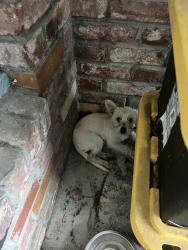 Found/Stray Male Dog last seen Belle Haven, Menlo Park, CA 94025