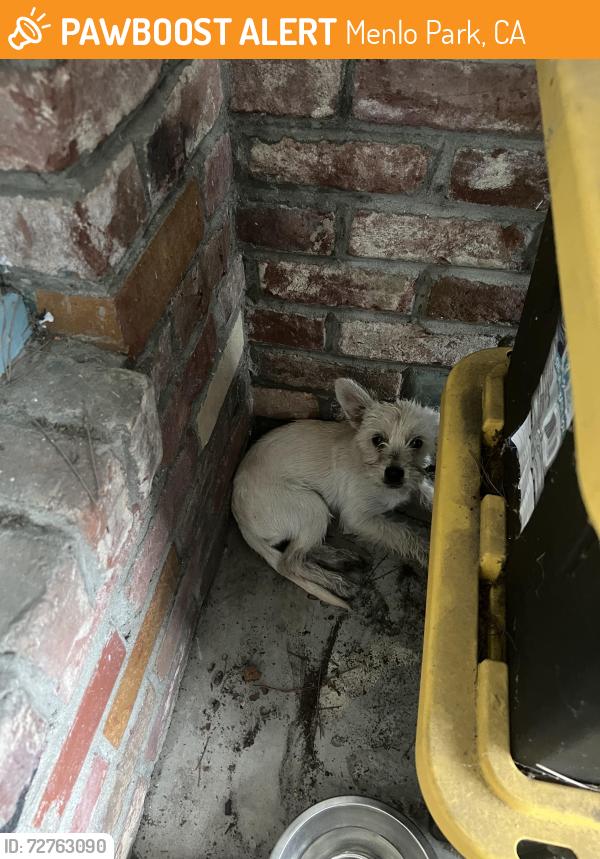 Found/Stray Male Dog last seen Belle Haven, Menlo Park, CA 94025