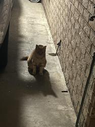 Found/Stray Unknown Cat last seen Cadell Street Toowong, Toowong, QLD 4066