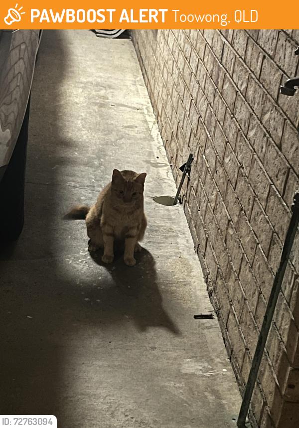 Found/Stray Unknown Cat last seen Cadell Street Toowong, Toowong, QLD 4066