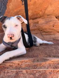 Lost Male Dog last seen Indigo & mclella , Mesa, AZ 85201