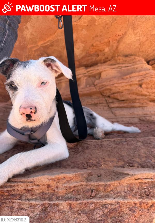 Lost Male Dog last seen Indigo & mclella , Mesa, AZ 85201
