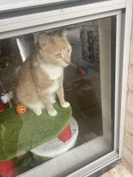 Lost Female Cat last seen Croydon Road and North Road, Woodridge, QLD 4114