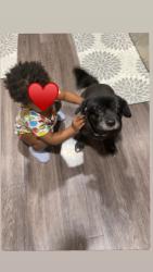 Lost Male Dog last seen Berkeley Park , Atlanta, GA 30318