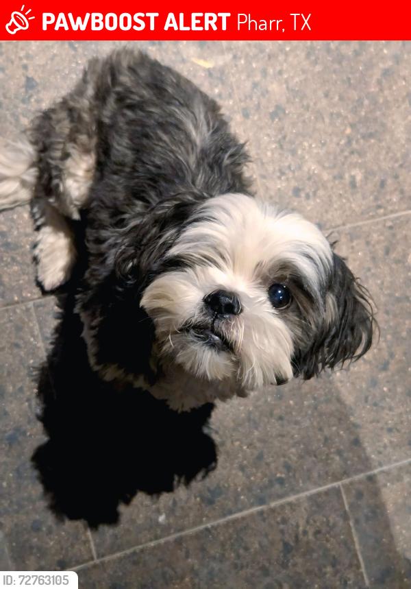 Lost Female Dog last seen Pharr tx., Pharr, TX 78577
