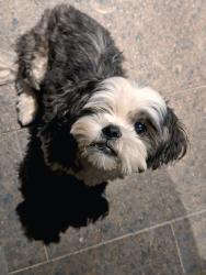 Lost Female Dog last seen Pharr tx., Pharr, TX 78577