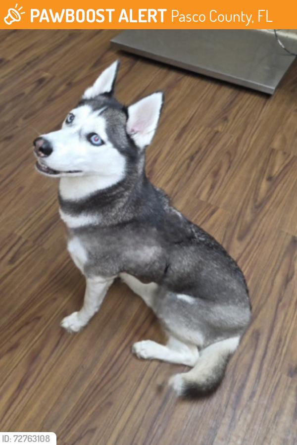Found/Stray Female Dog last seen Grove and Jasmine Blvd , Pasco County, FL 34668