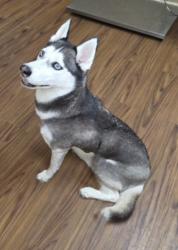 Found/Stray Female Dog last seen Grove and Jasmine Blvd , Pasco County, FL 34668