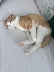 Lost Male Cat last seen Artesia &western, Gardena, CA 90247