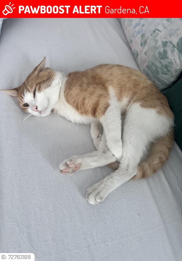 Lost Male Cat last seen Artesia &western, Gardena, CA 90247
