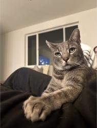 Lost Male Cat last seen Ocean view hills , San Diego, CA 92154