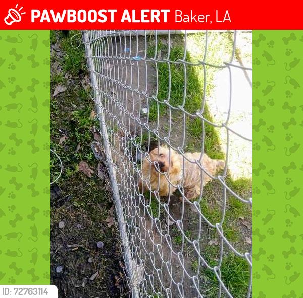Lost Male Dog last seen Lavey lane , Baker, LA 70714