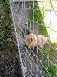 Lost Male Dog last seen Lavey lane , Baker, LA 70714